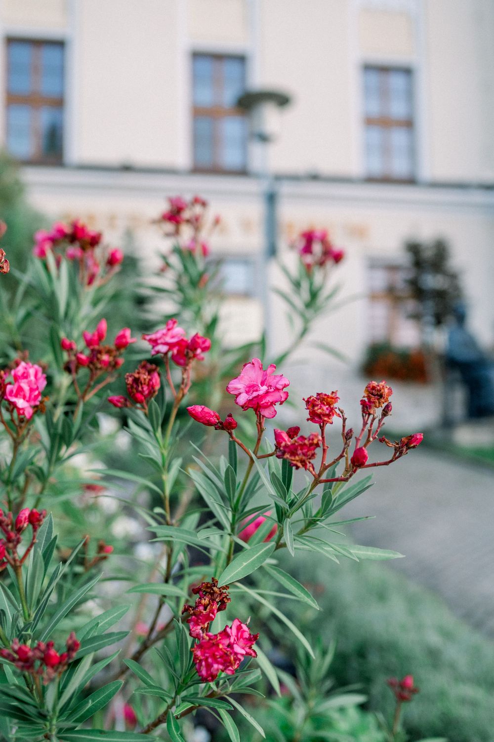 Vibrant pink carnations bloom against a white building with brown window frames.