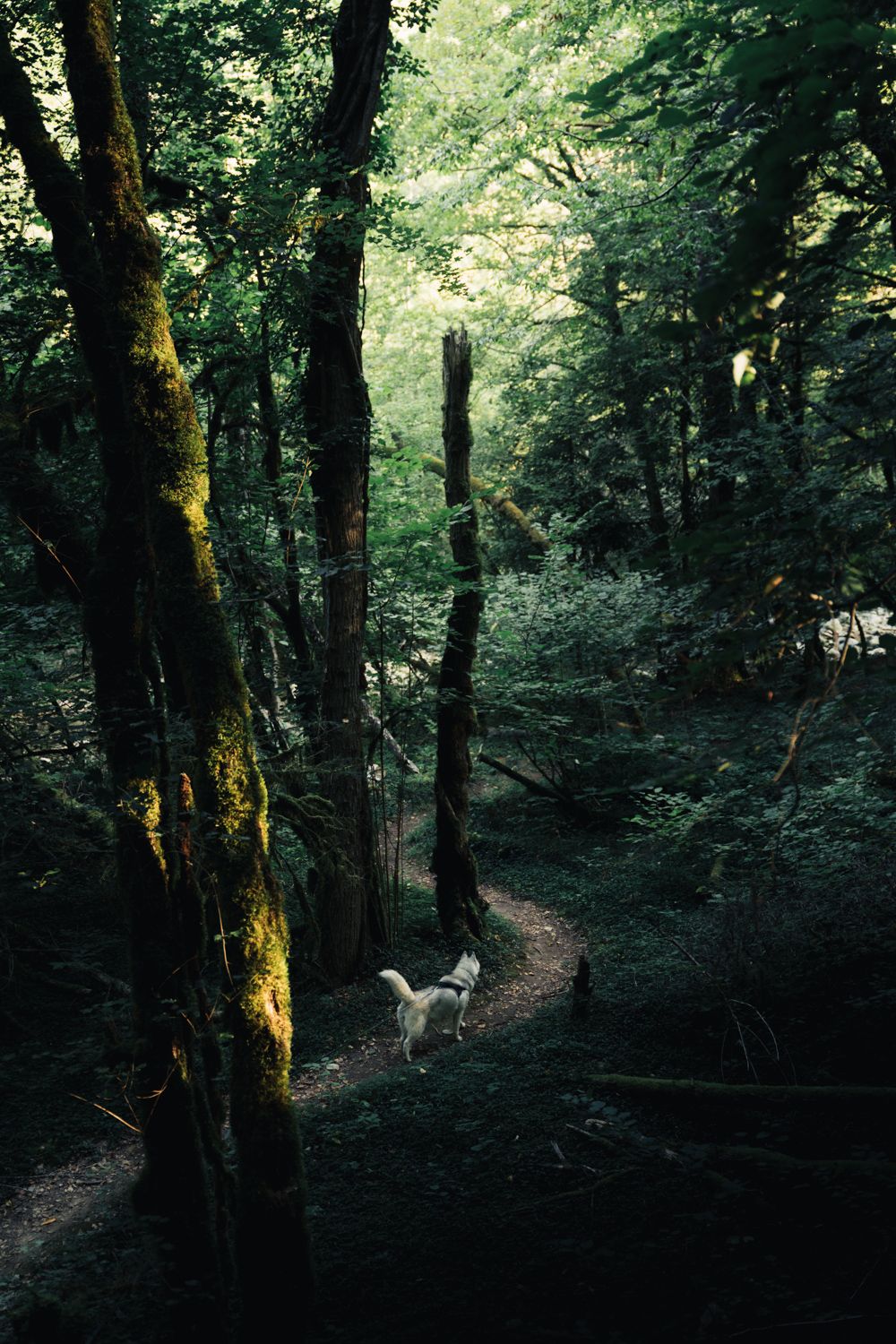 Promenade avec un chien dans la forêt autour de chambéry