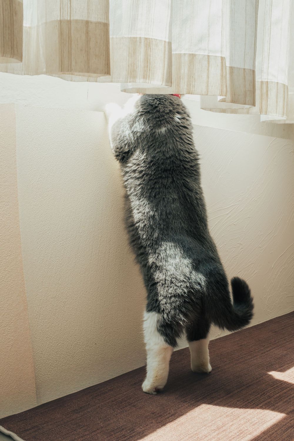 獨寵套餐