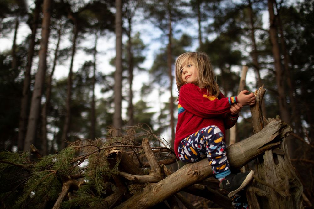 Child climbing on fallen tree branches in pine forest.
