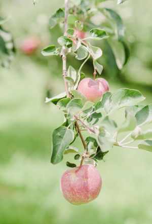 Pink apples growing on a tree branch with green leaves against a soft blurred background.