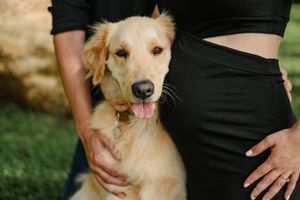 Golden retriever sitting next to person in black outfit during maternity shoot.