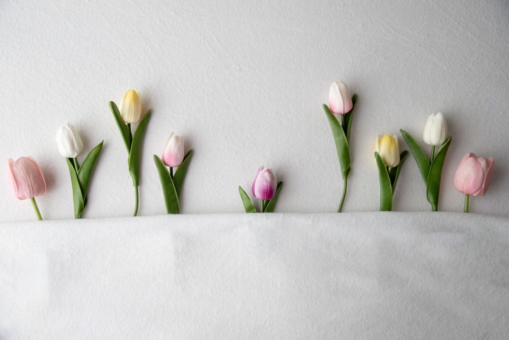 Row of pastel pink, white and yellow tulip flowers arranged on white fabric background.