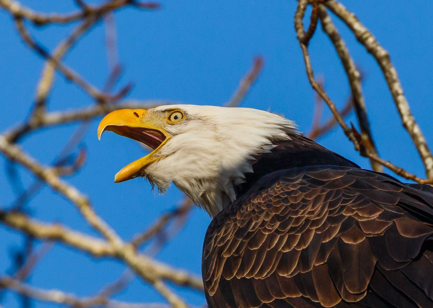 Bald Eagle