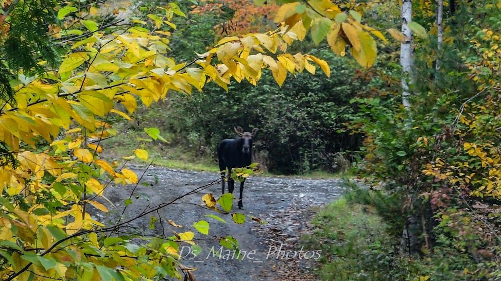Maine Moose