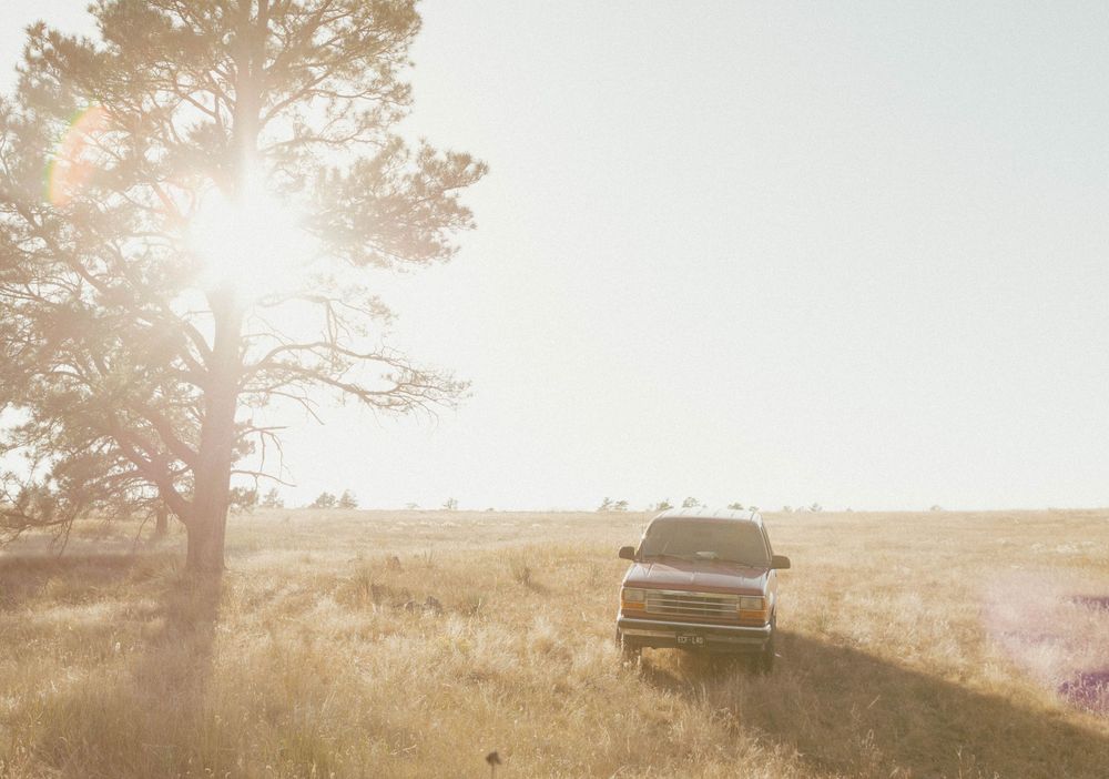 Sunlight filters through pine trees creating a warm golden glow over a grassy hillside landscape.