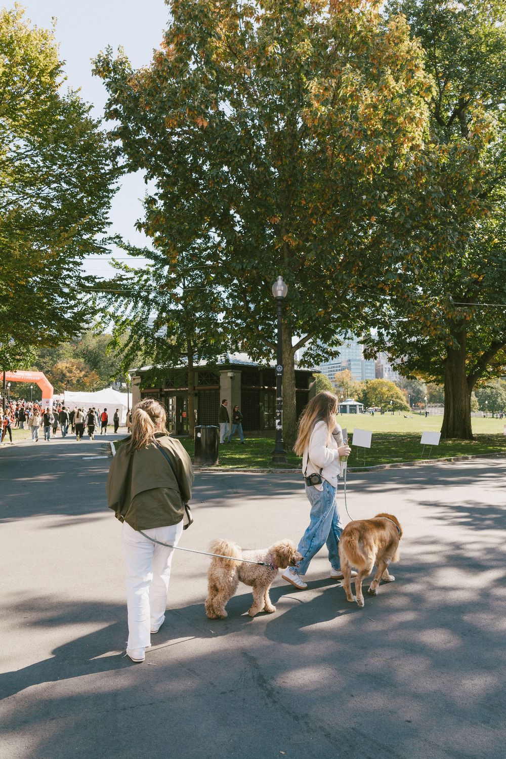 A sequence of four photos showing people walking dogs on a tree-lined path on a sunny autumn day.