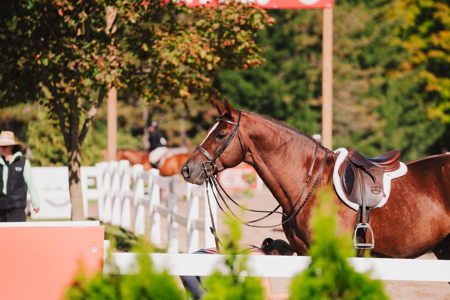 A brown horse with a rider stands near white fencing on a sunny day with lush greenery in the background.