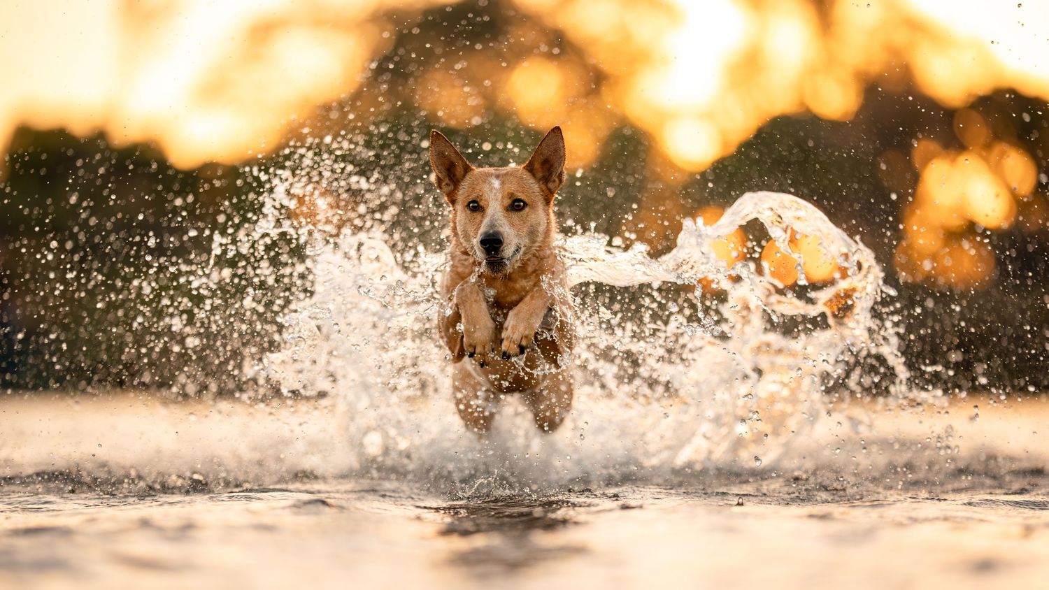 A dog splashes through shallow water at sunset creating a dramatic spray of water droplets and golden reflections.