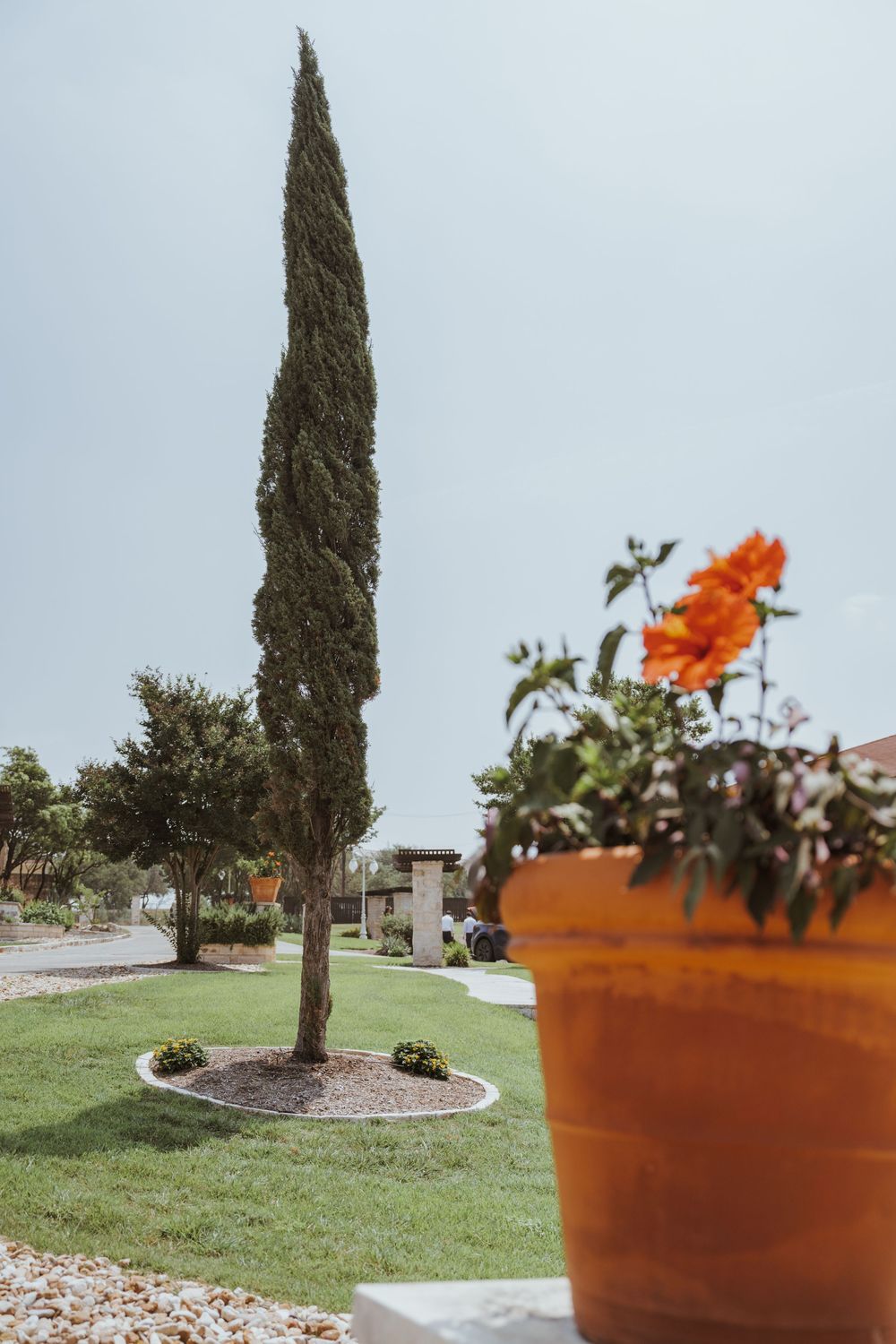 Tall cypress tree and orange potted flower in a landscaped garden setting.