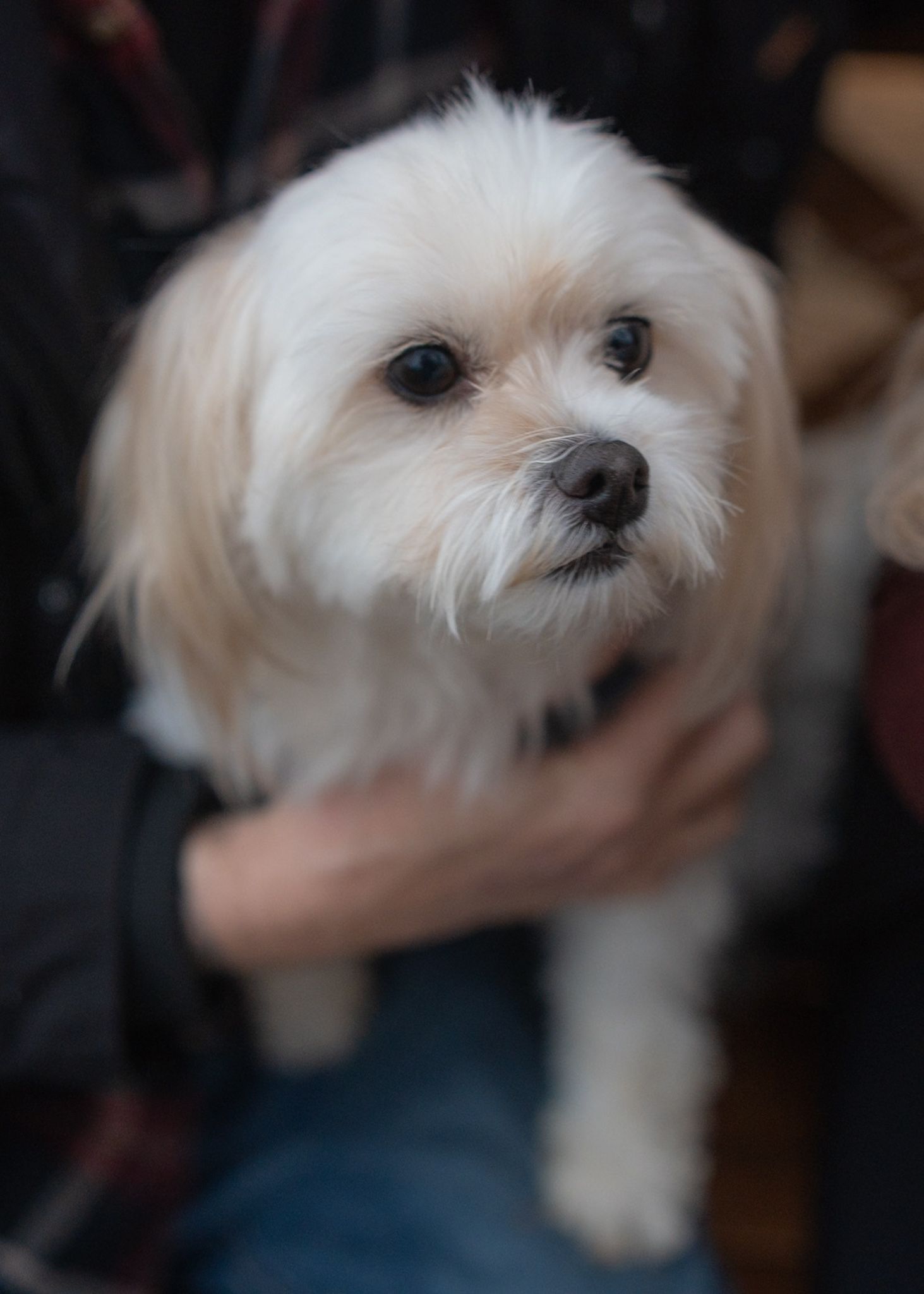 A fluffy white Maltese dog looking at the camera while being held.