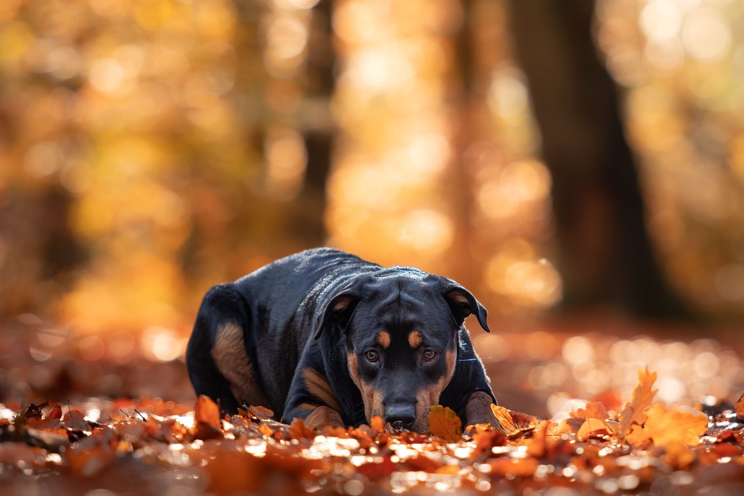 Black dog resting among orange autumn leaves in dappled sunlight.