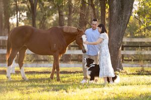 A couple embraces near a brown and white horse in a sunlit pasture with trees and wooden fencing couple photoshoot with a horse in Sydney