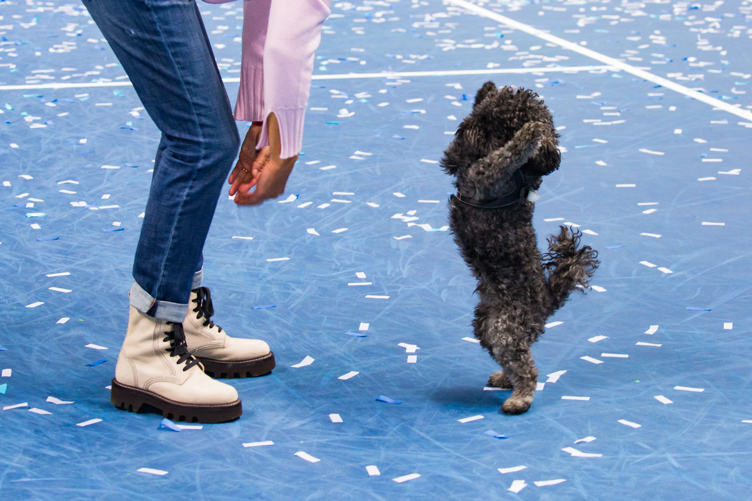 Dog agility training sequence showing pets and handlers practicing on blue indoor course.