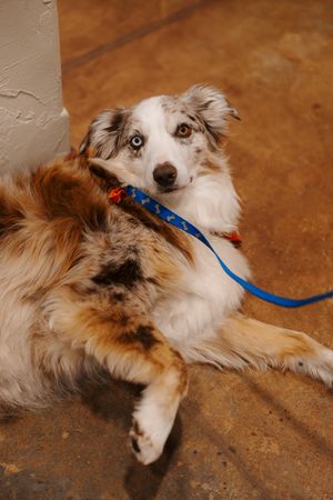 Australian shepherd dog with merle coat and striking blue eyes lying on brown floor wearing blue leash.