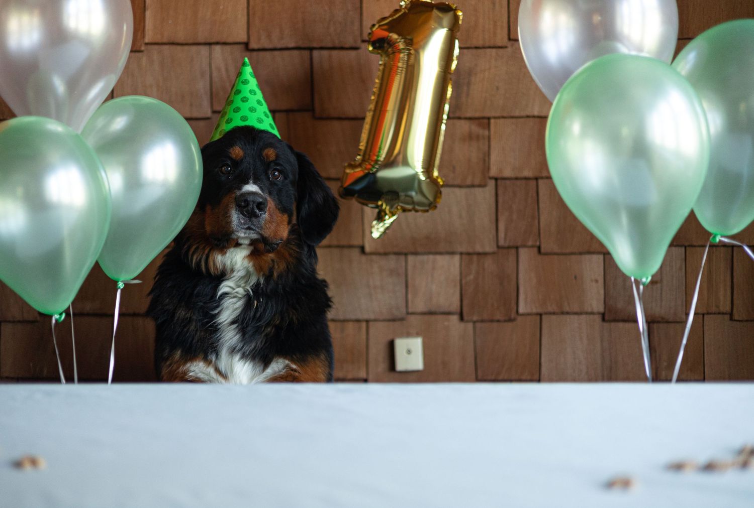 Bernese Mountain Dog celebrates first birthday with party hat and balloons.
