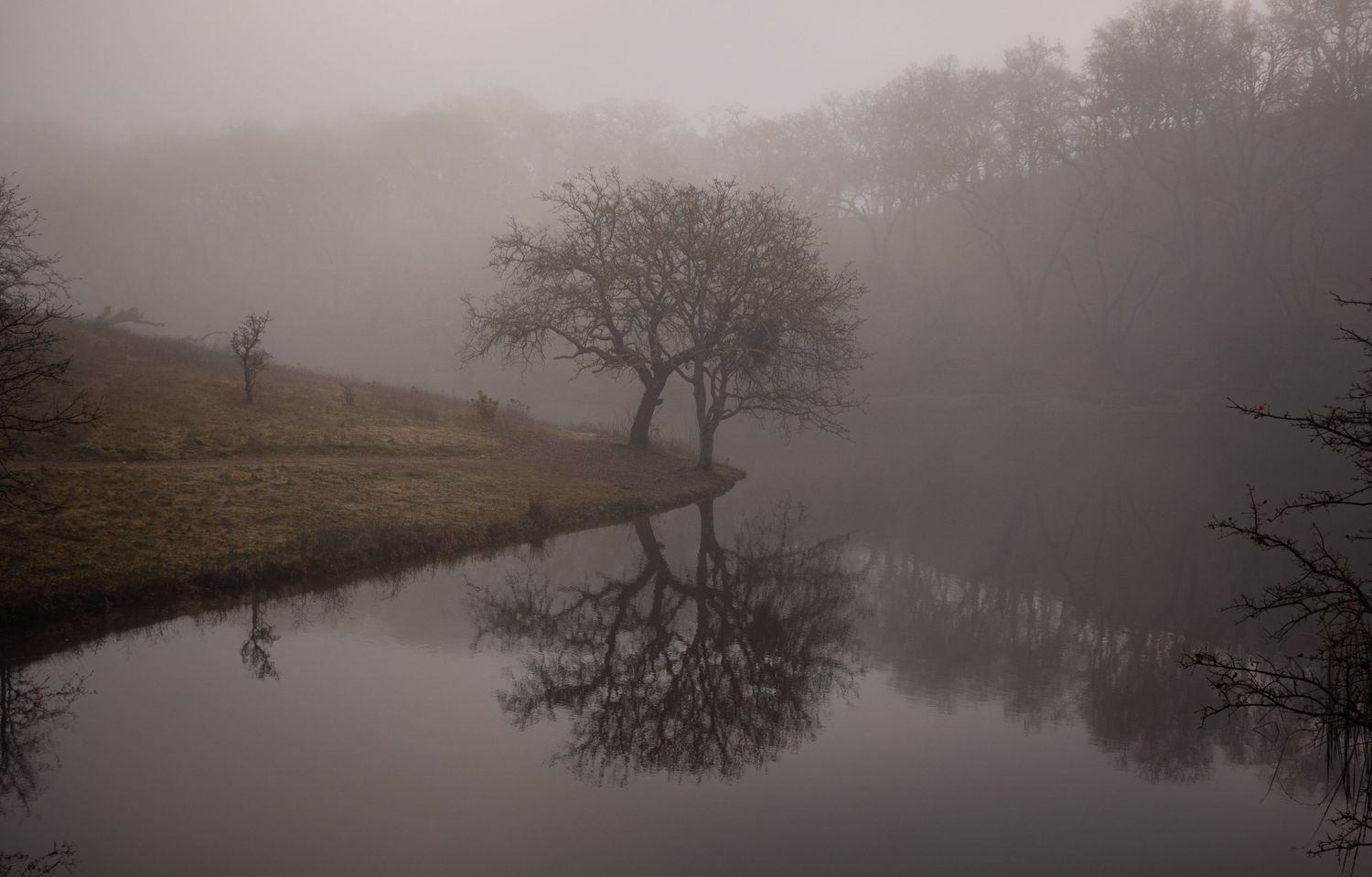 A lone tree reflects perfectly in still water on a misty morning landscape.