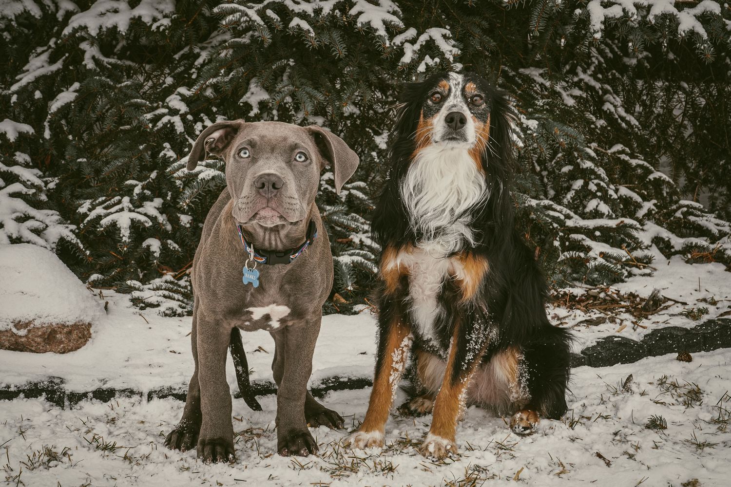 Two dogs, a grey pitbull and a Bernese Mountain Dog, sitting together in snow.