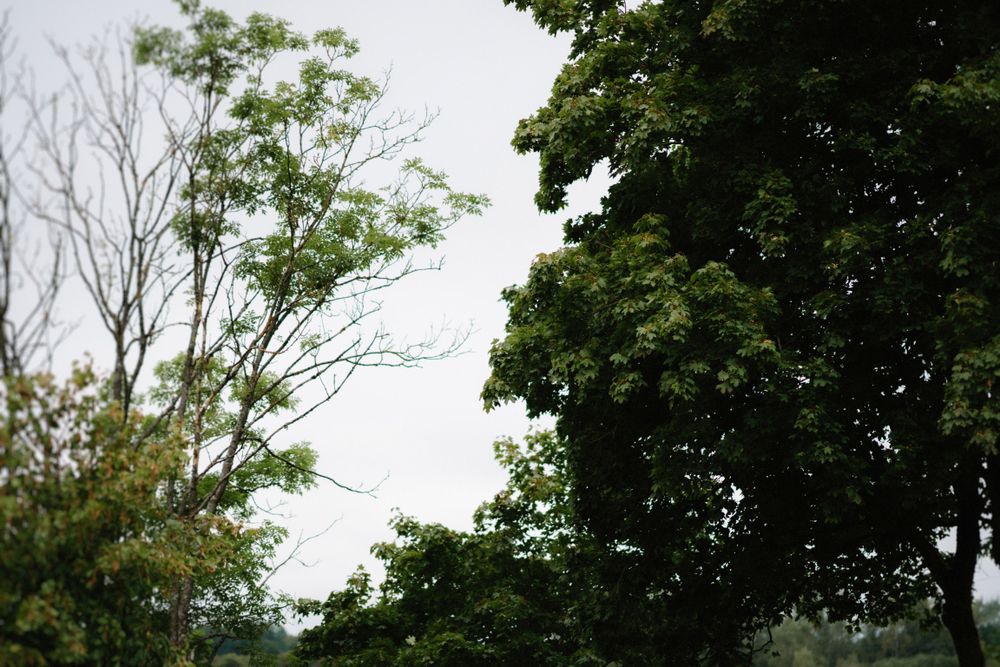 Row of white chairs set up for an outdoor wedding ceremony among trees.