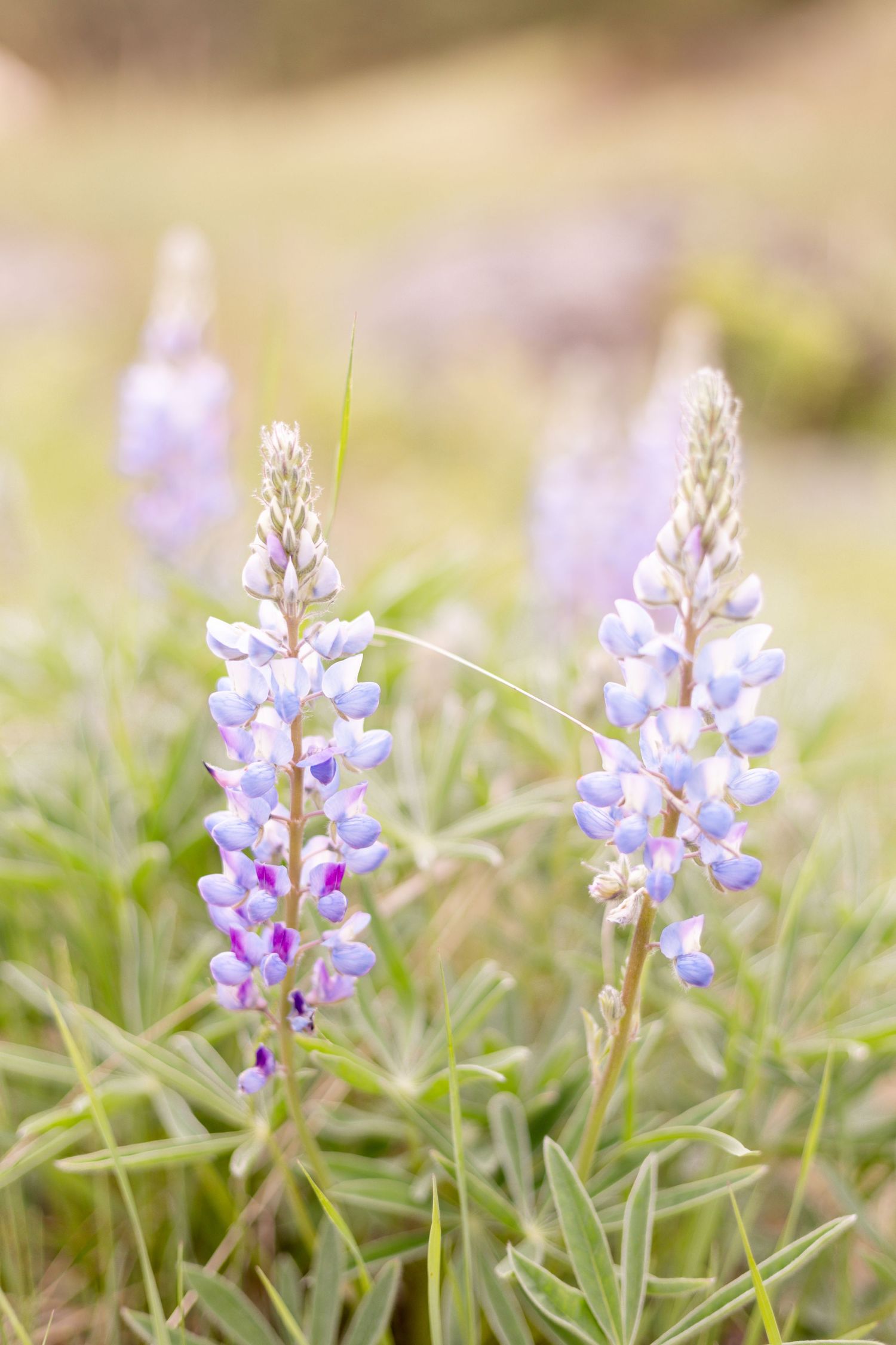 Purple lupine flowers blooming in soft focus with delicate natural lighting.