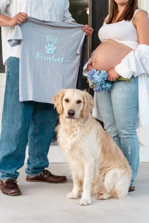 Golden retriever sitting with 'Big Brother' shirt and blue hydrangea flowers.