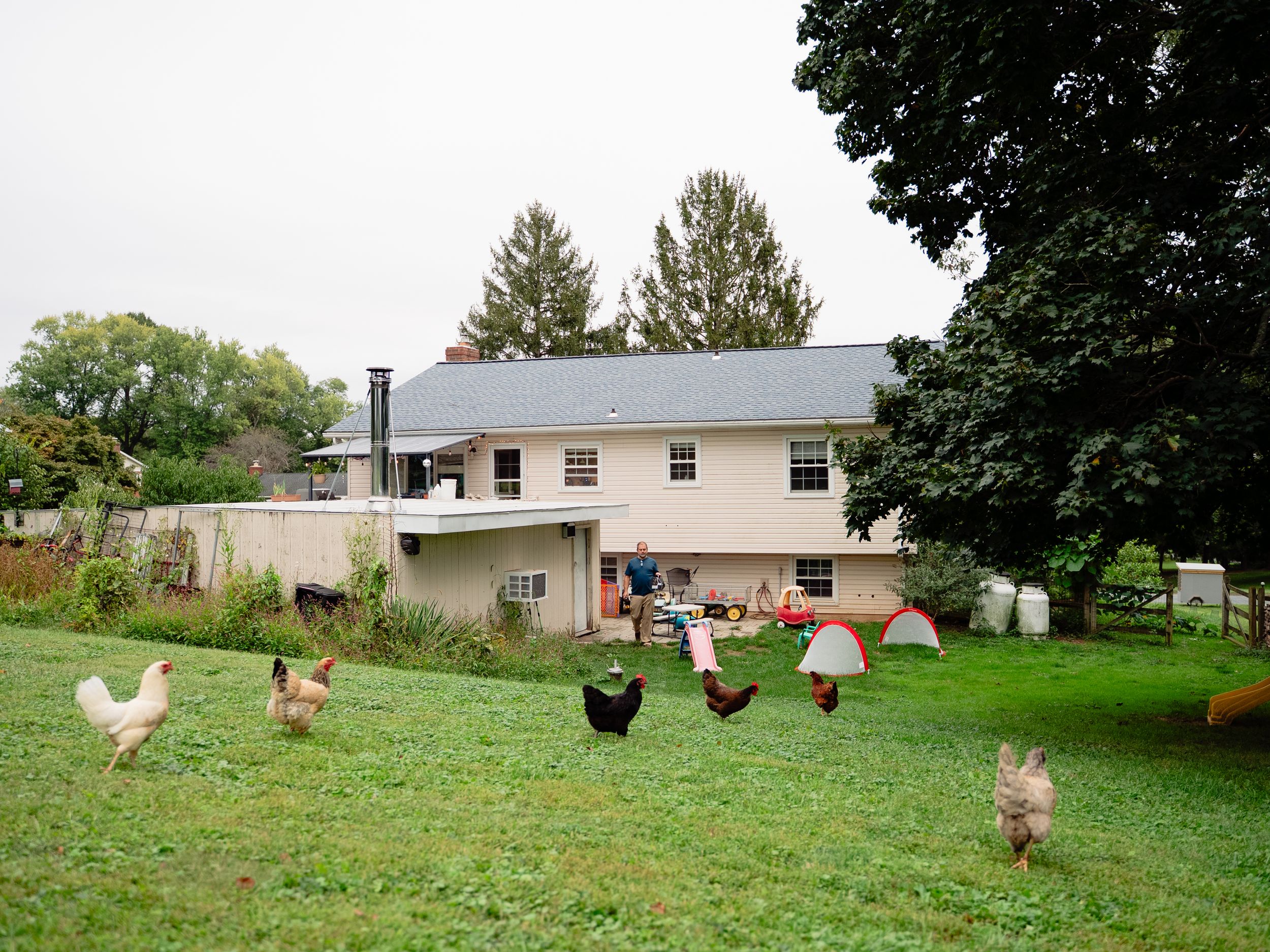 A flock of free-range chickens foraging and grazing in a green grassy backyard area near residential buildings.