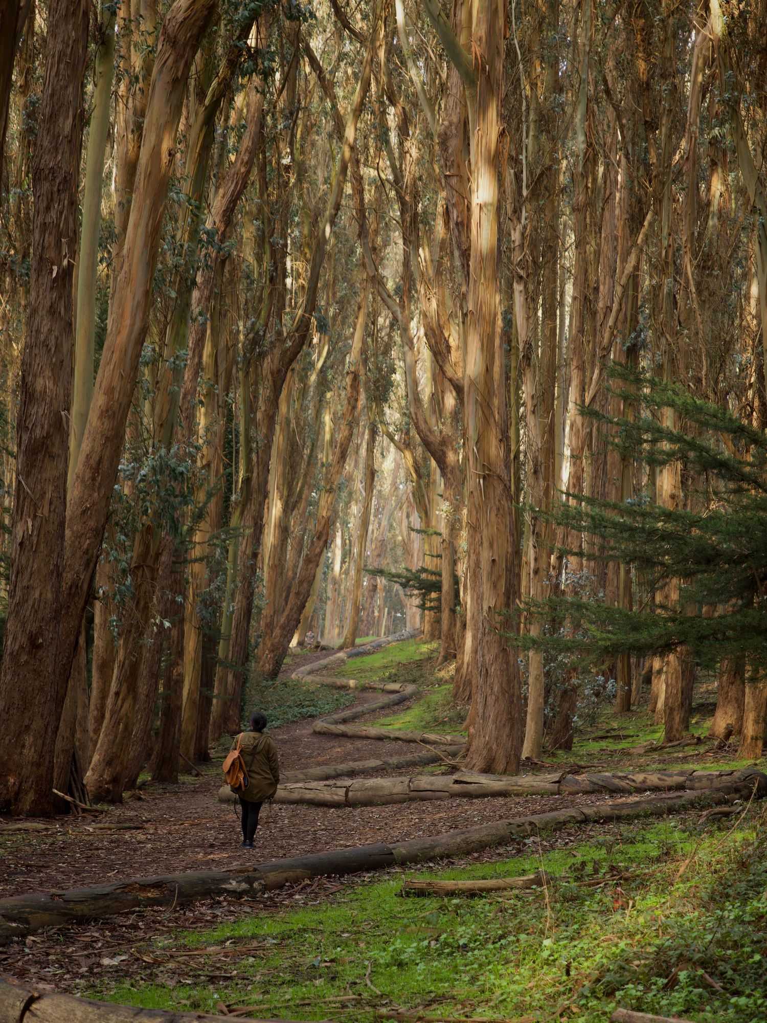 Tall eucalyptus trees line a winding dirt path through a peaceful forest grove.