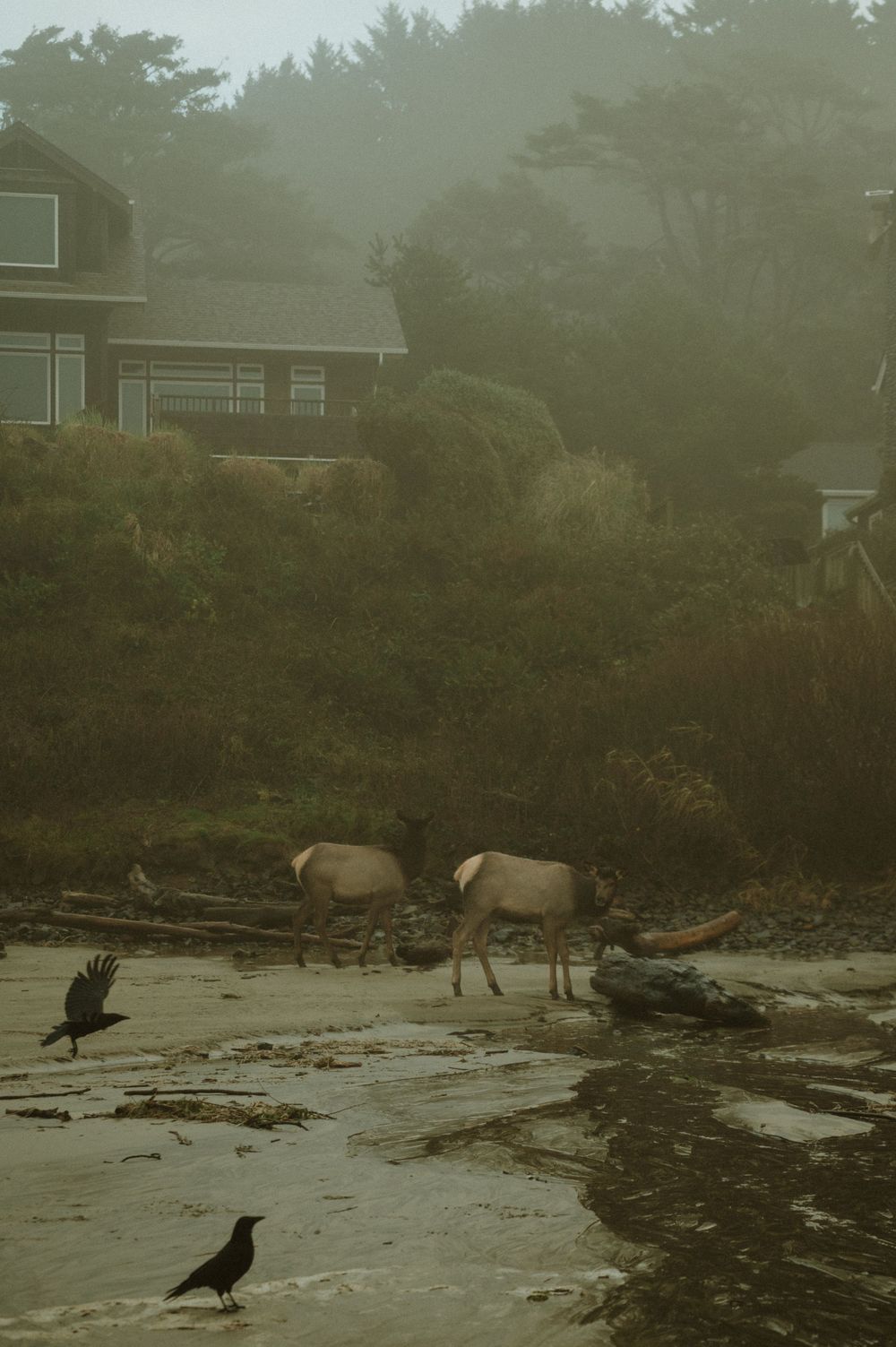 Two deer walk along a misty beach at dusk while black crows forage nearby on the driftwood-strewn shore.