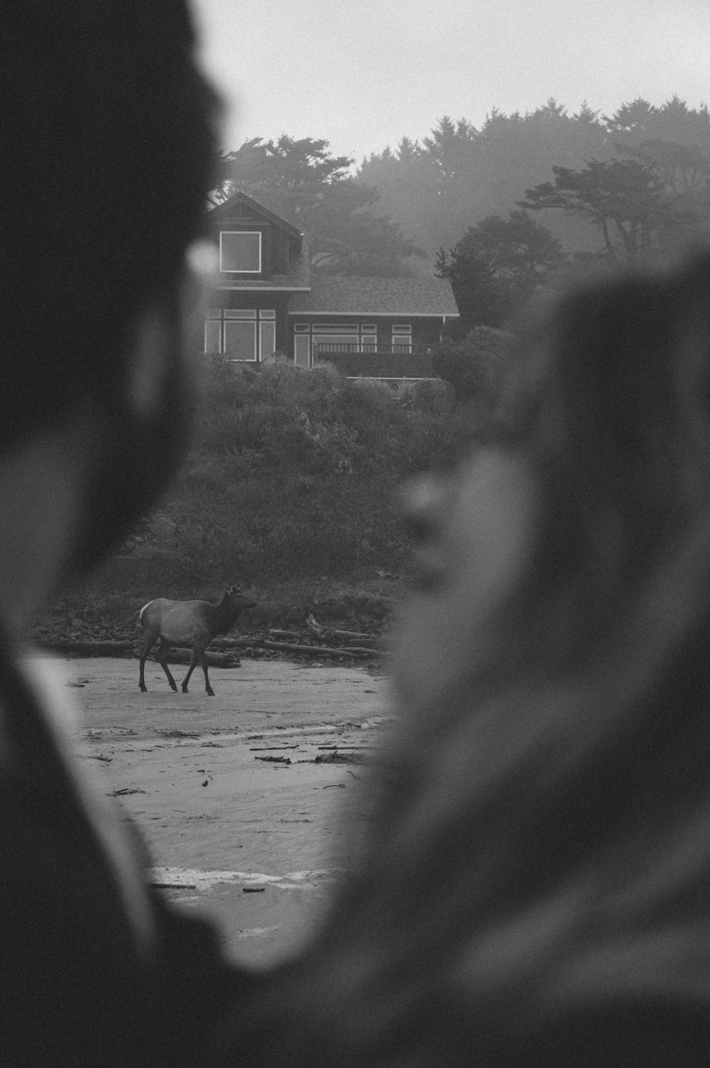 Blurred foreground with a distant horse and coastal buildings visible through fog.