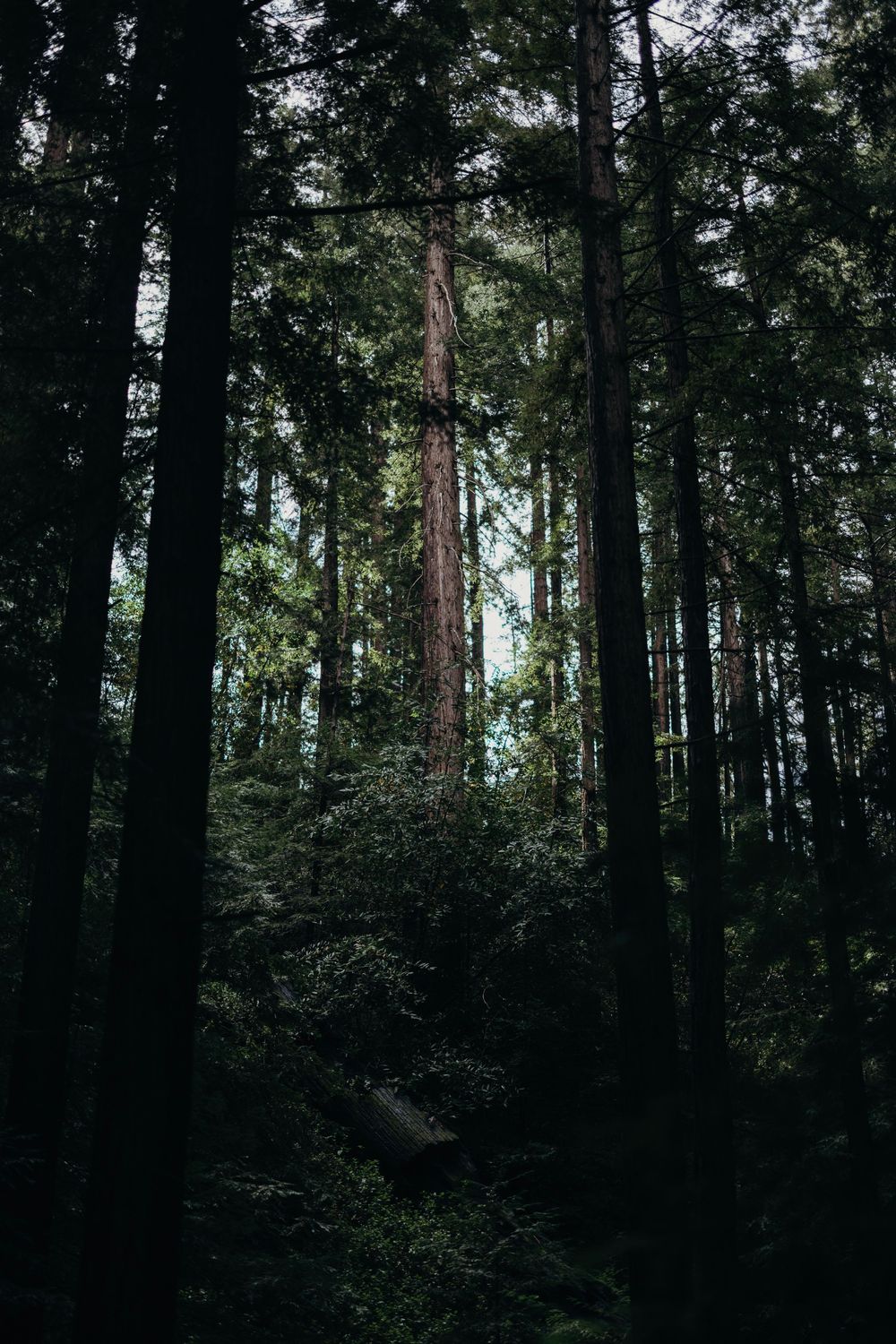 Moody forest landscape with tall evergreen trees creating dramatic shadows.