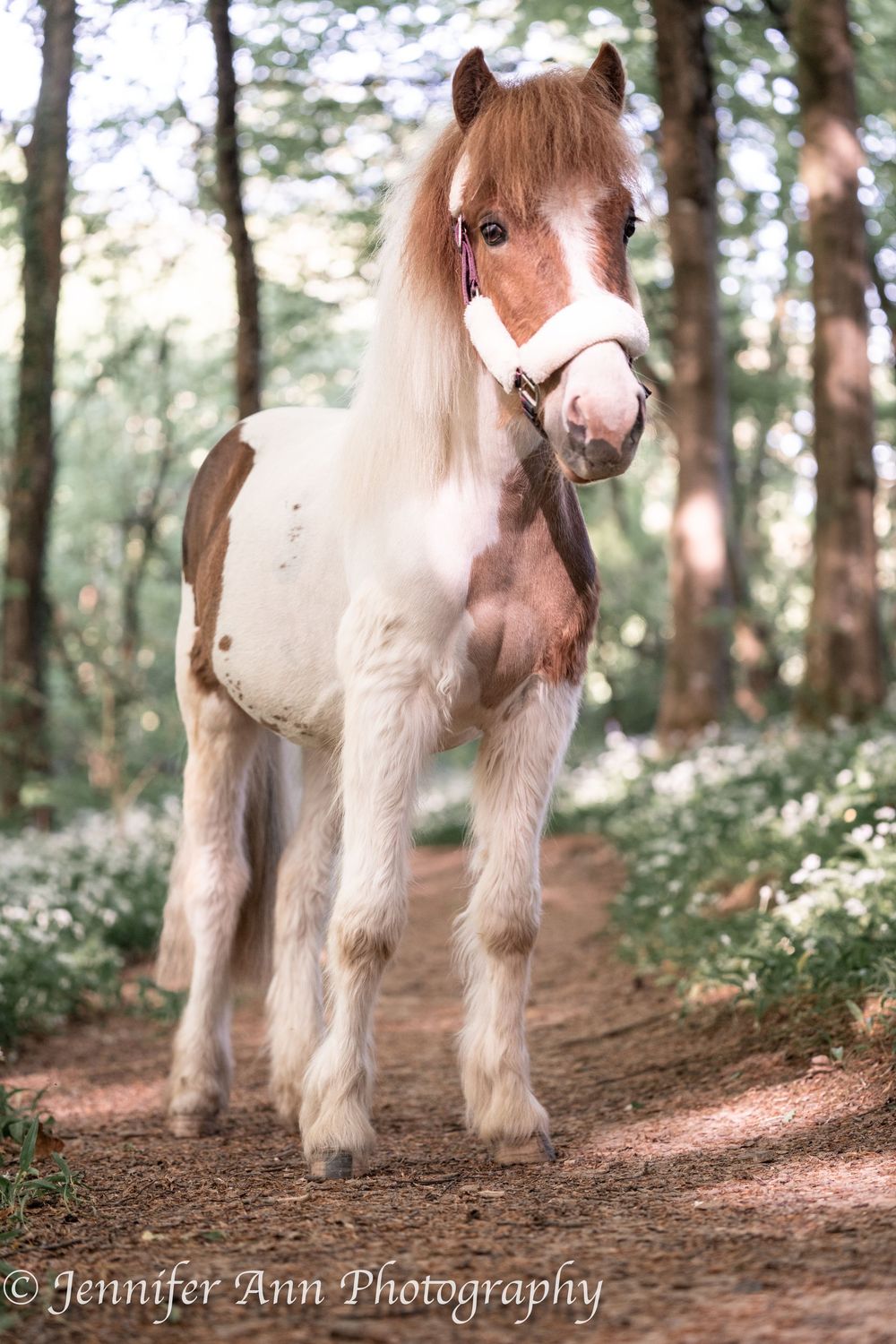 Adorable paint pony with long blonde mane standing on a forest trail.