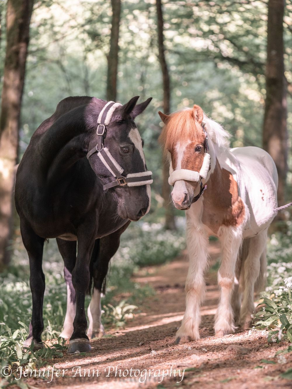 Two ponies, one black and one paint, stand together on a wooded path.