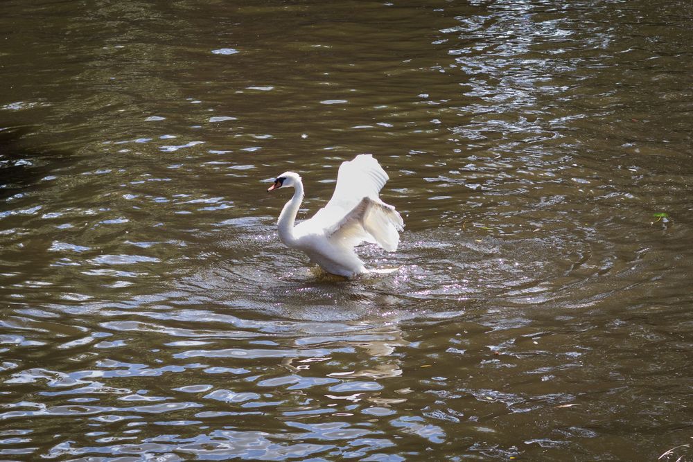 White swans glide gracefully through dark waters of a canal.