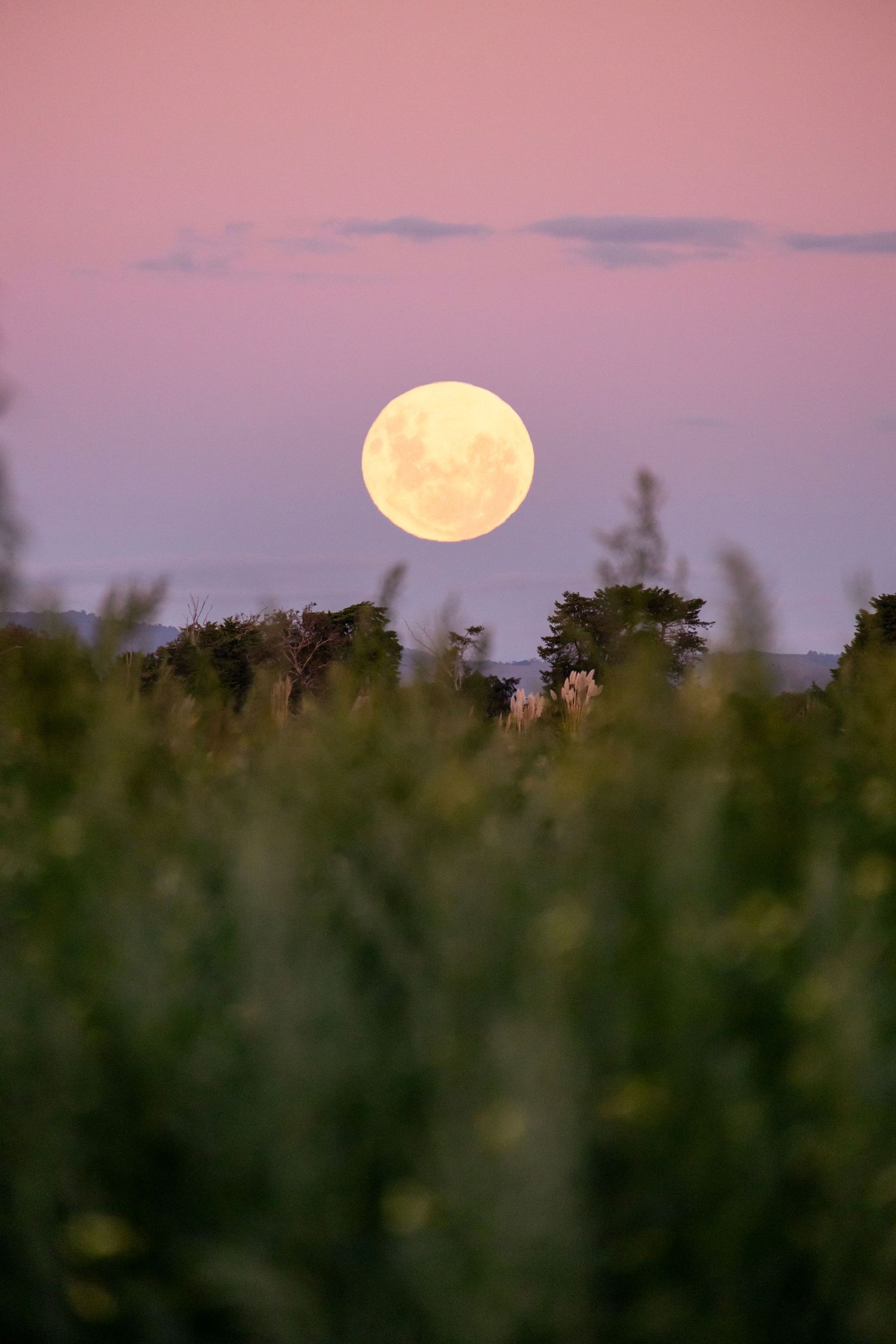 Full moon rising above tall greenery under a pink twilight sky, casting a soft golden glow on the landscape.