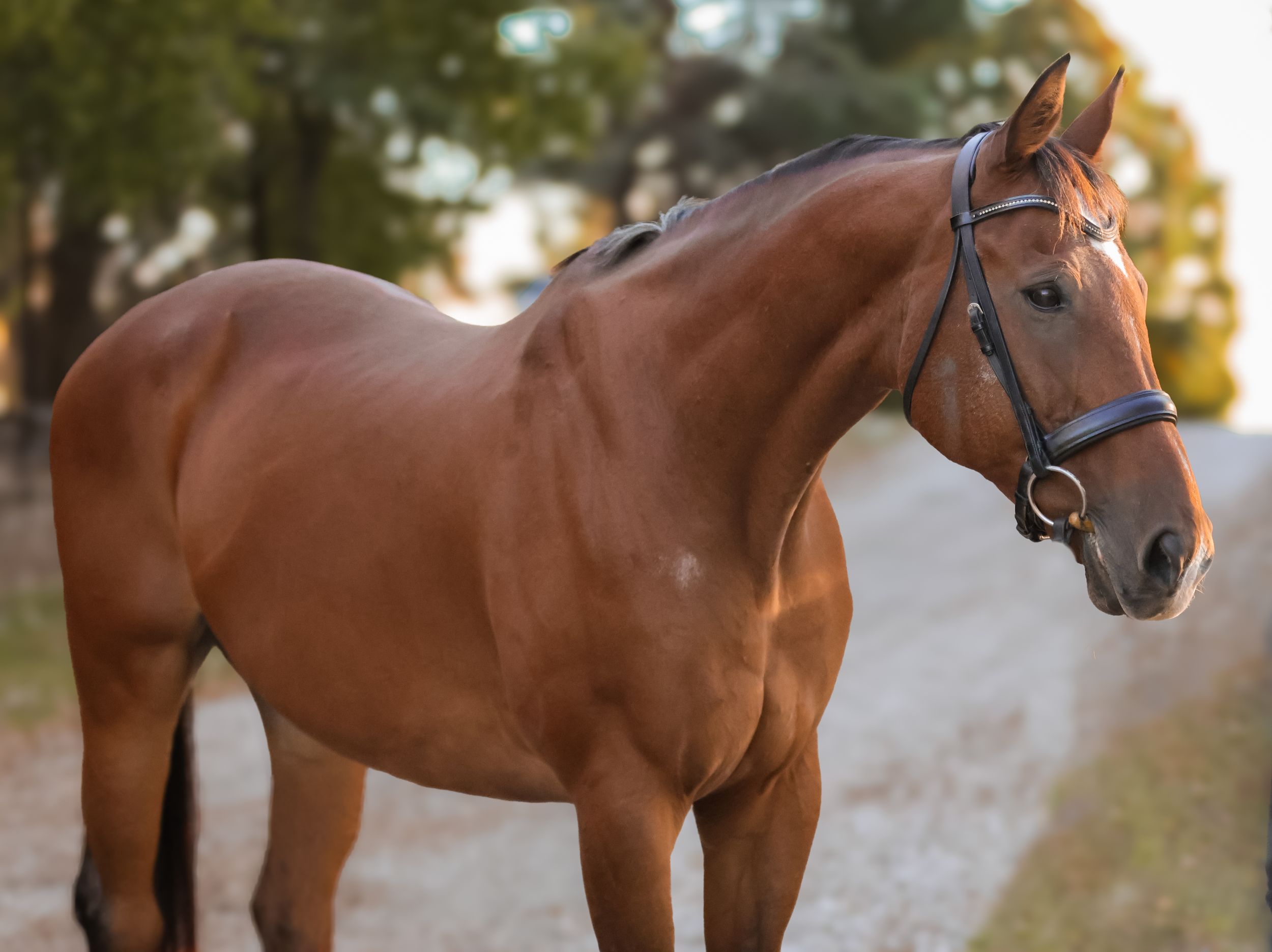 Horse