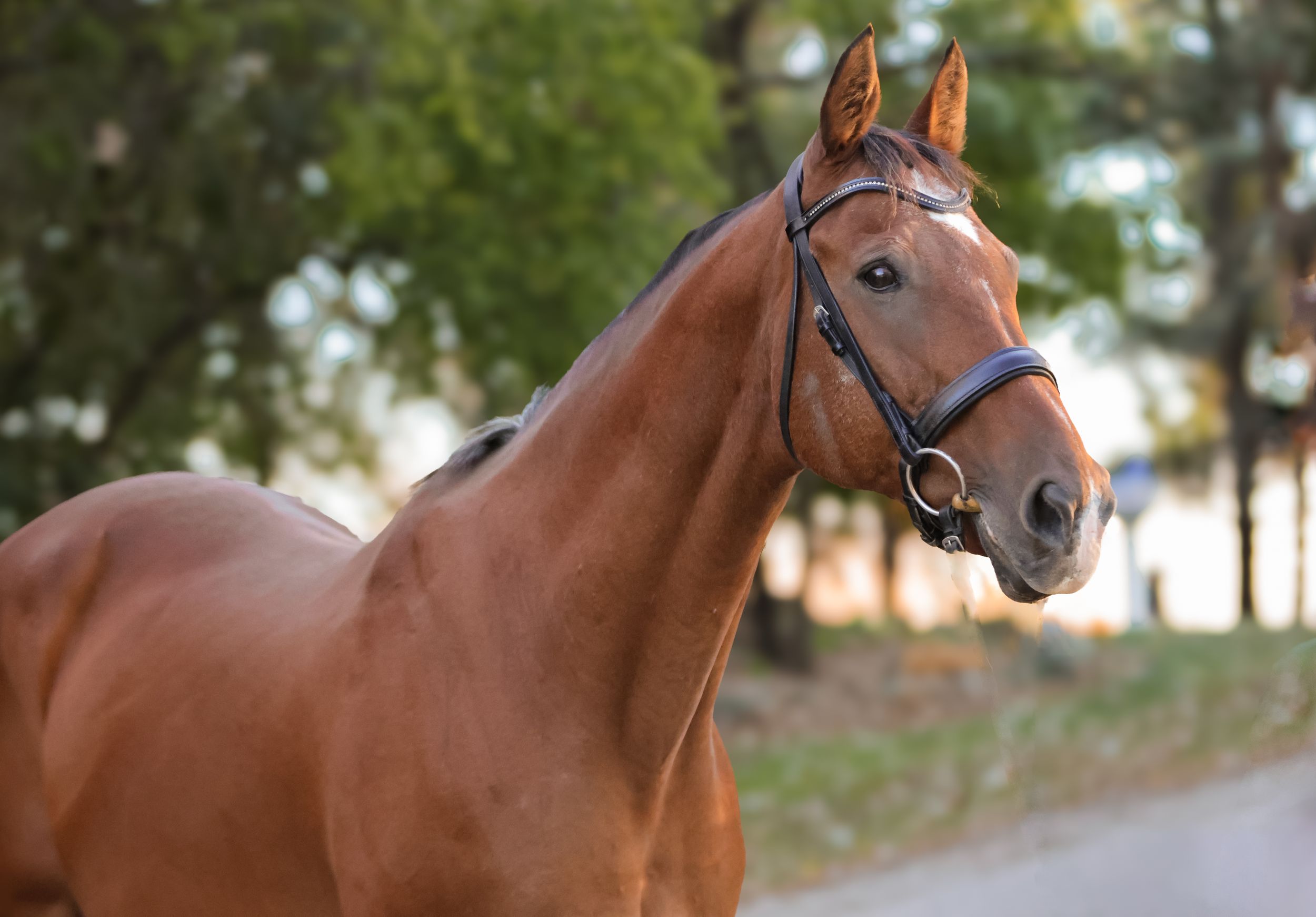 Horse
