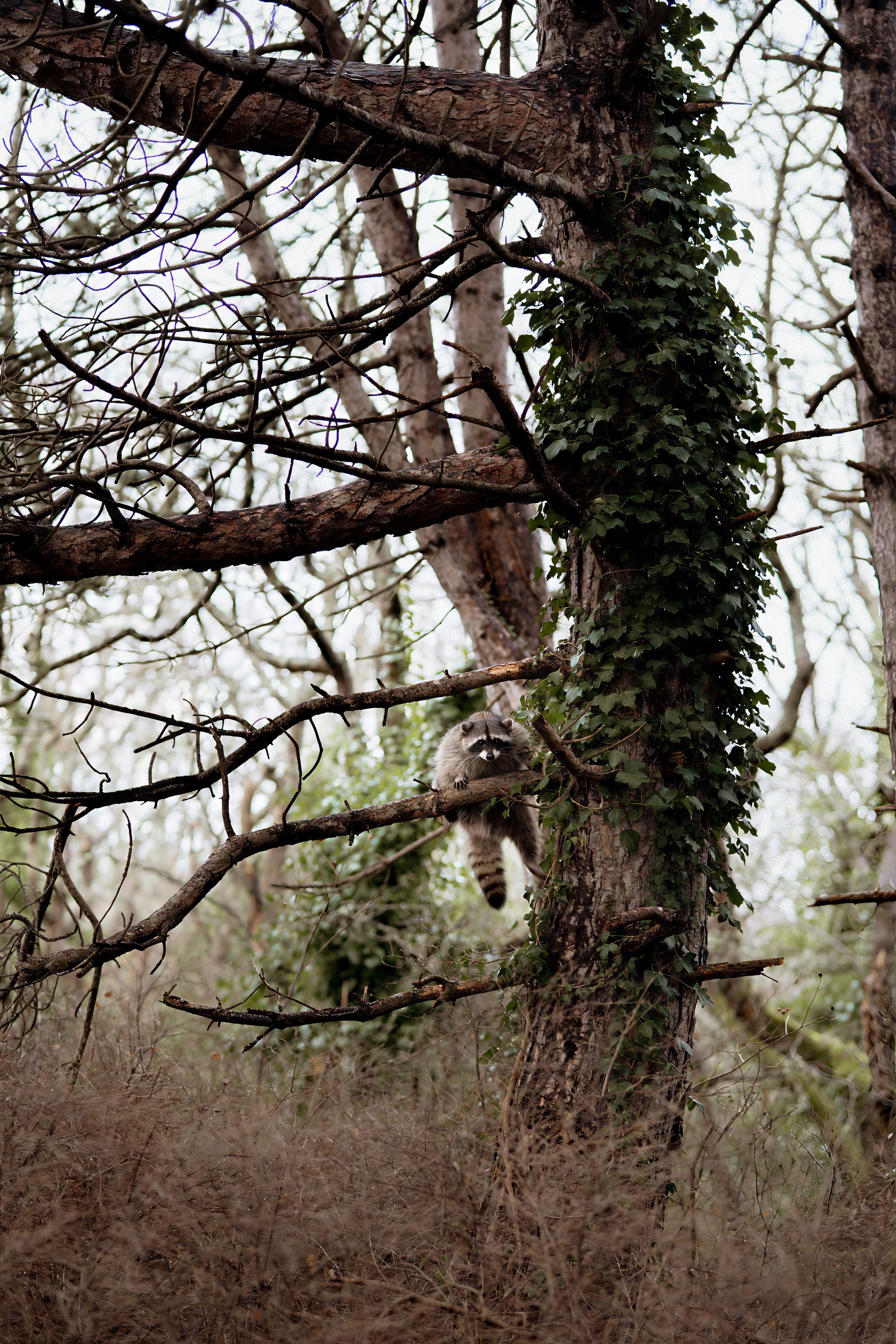 Bare tree branches with climbing vines create a natural pattern against a cloudy winter sky in the woods.