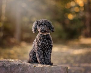 A black poodle puppy sits on a wooden surface with warm bokeh lighting in the background.