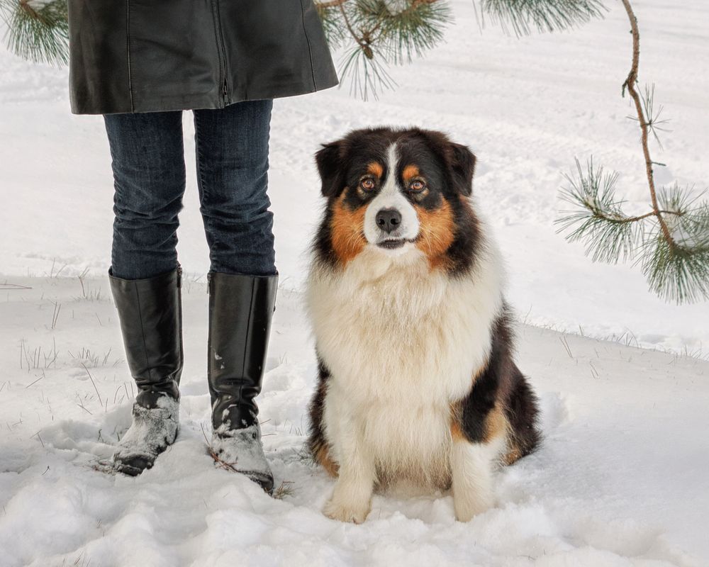 A fluffy Australian Shepherd dog sits patiently in deep winter snow next to a pair of boots.