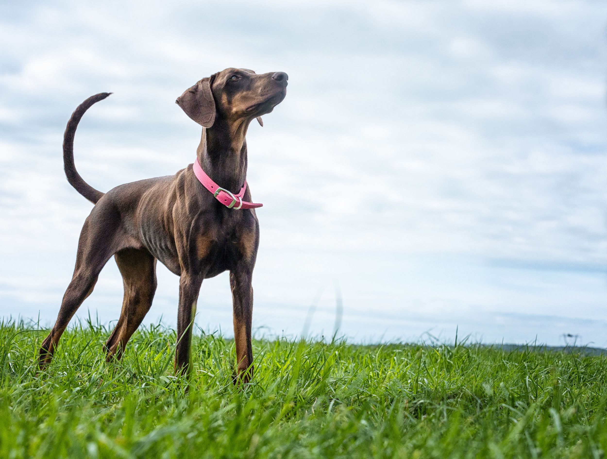 Brown and black dog stands alert in green grassy field against cloudy sky background.