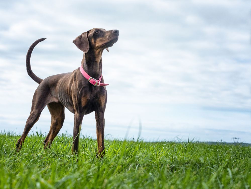 Brown and black dog stands alert in green grassy field against cloudy sky background.