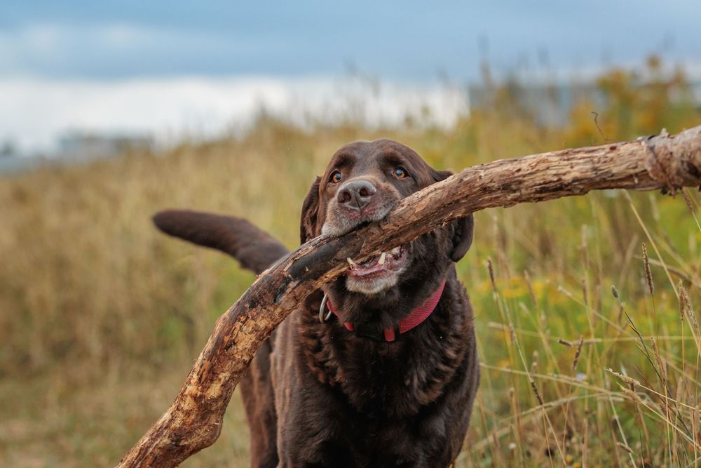 A chocolate Labrador retriever carries a large stick while running through a grassy field on a sunny day.