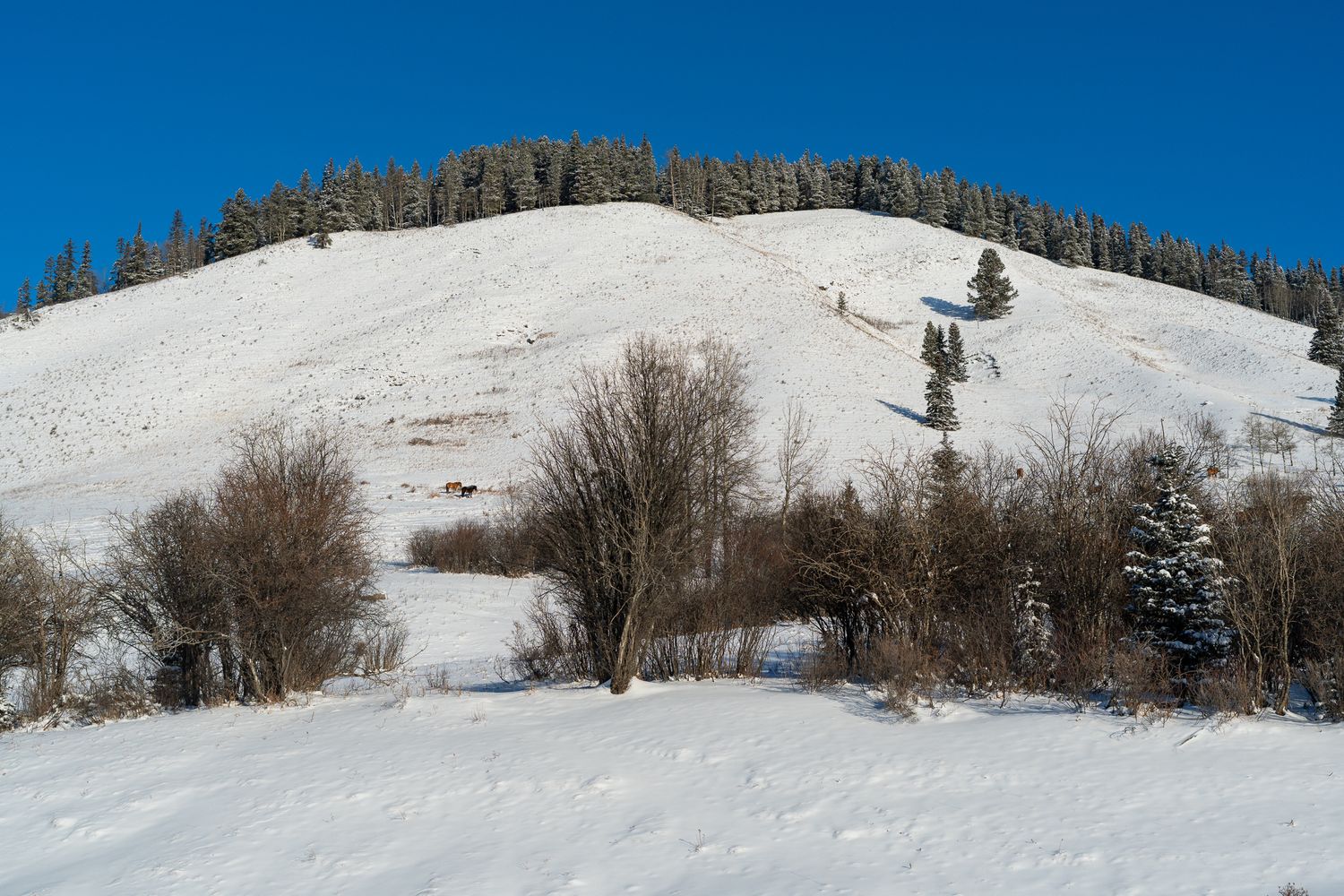 Snow-covered hill with evergreen trees under a clear blue sky in a peaceful winter landscape.