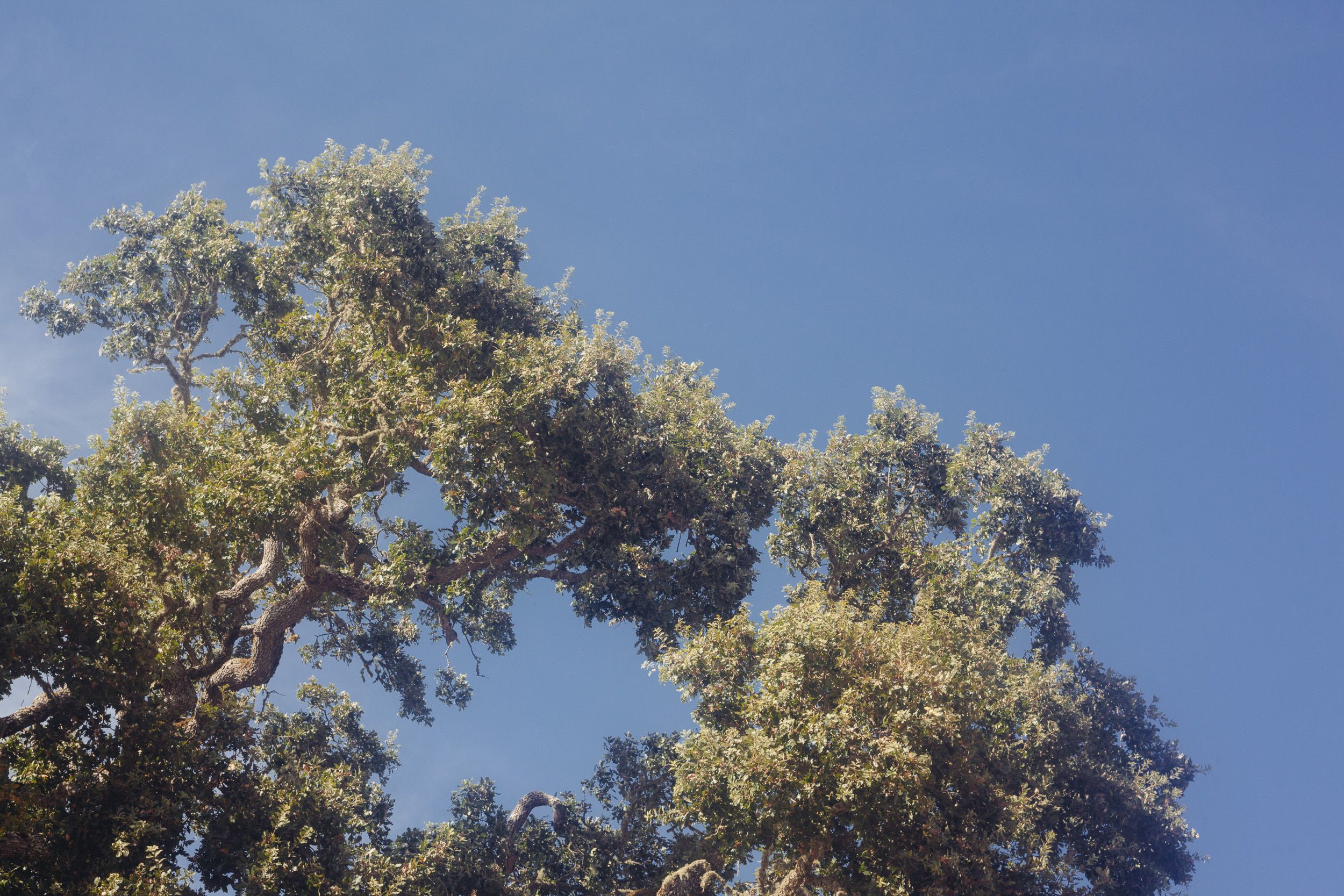 Green tree canopy branches reach upward against a bright blue summer sky.