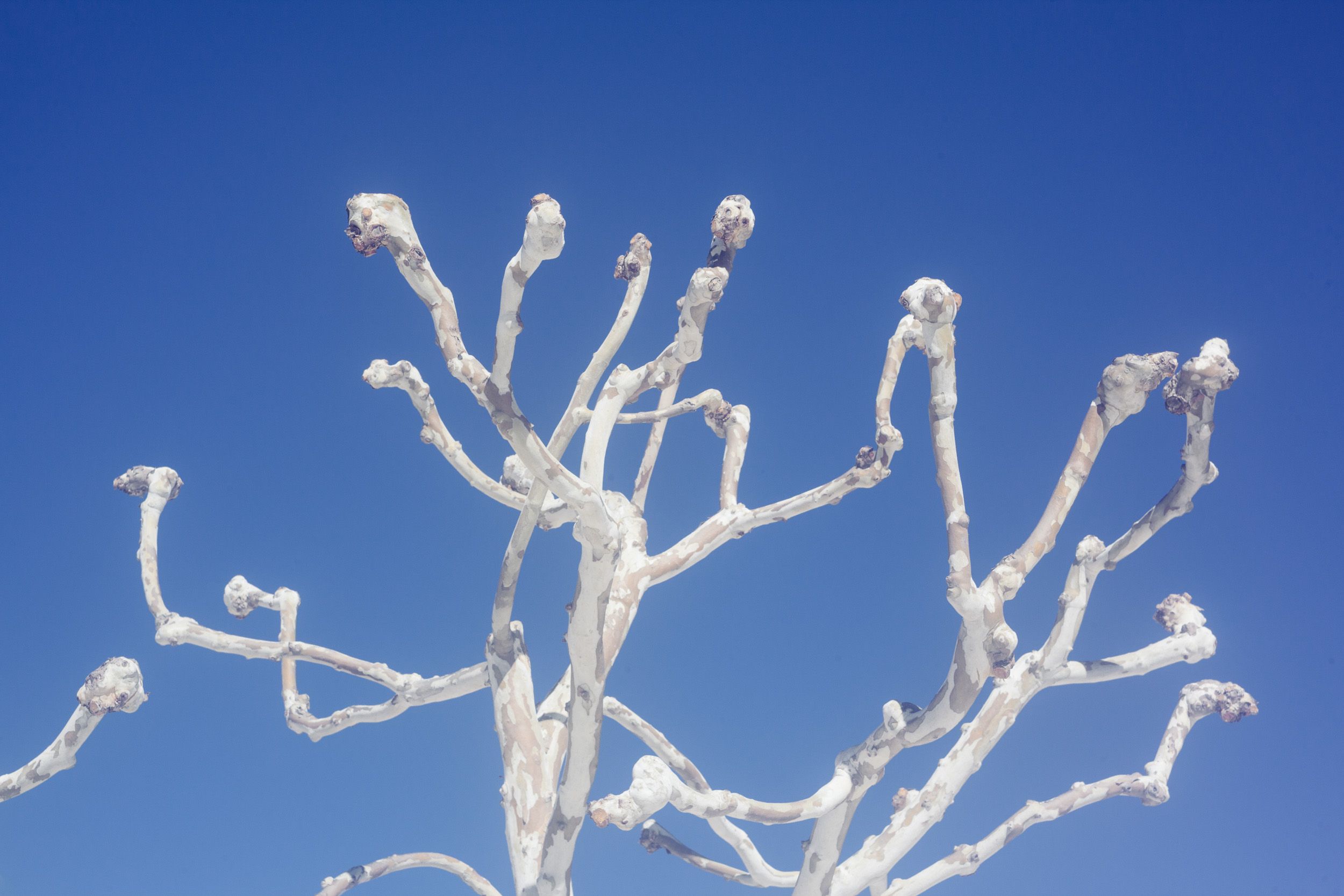 White bare tree branches create an intricate pattern against a deep blue sky.