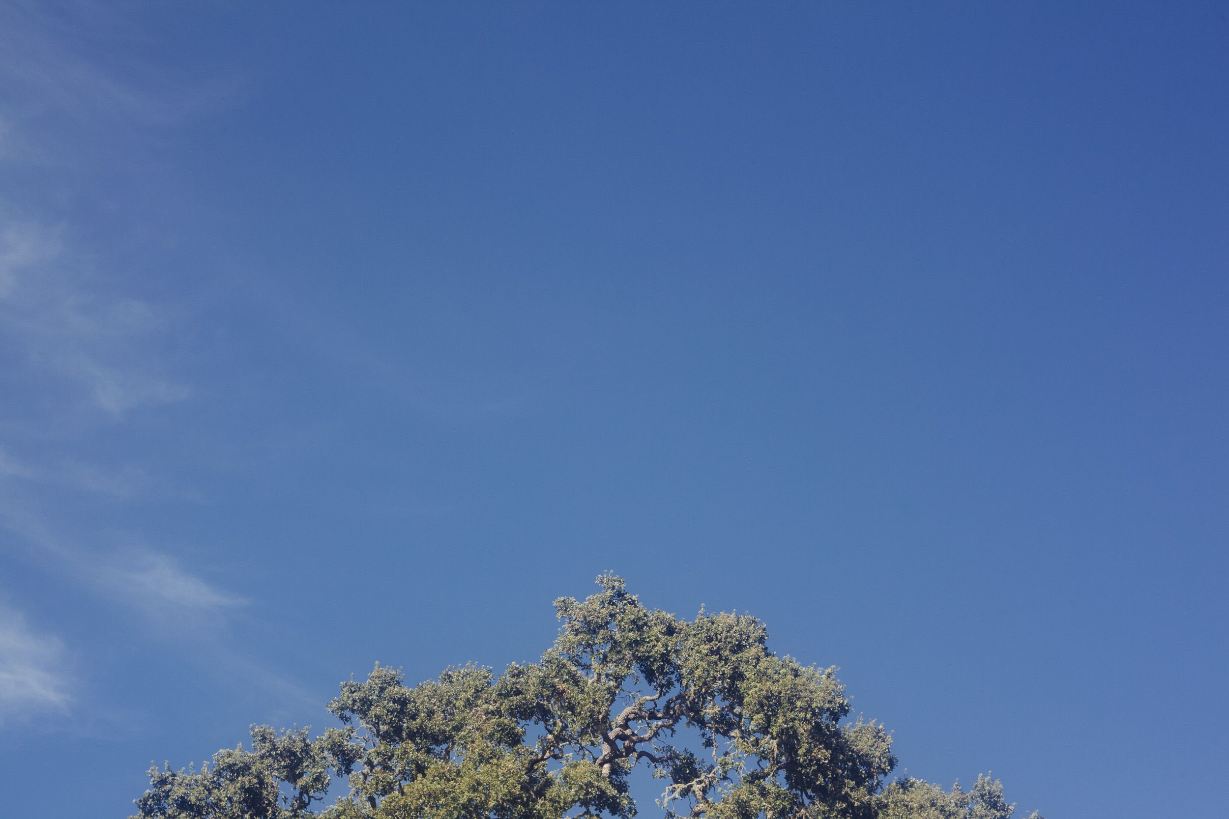 Lush green tree tops spread their branches against a clear azure sky.