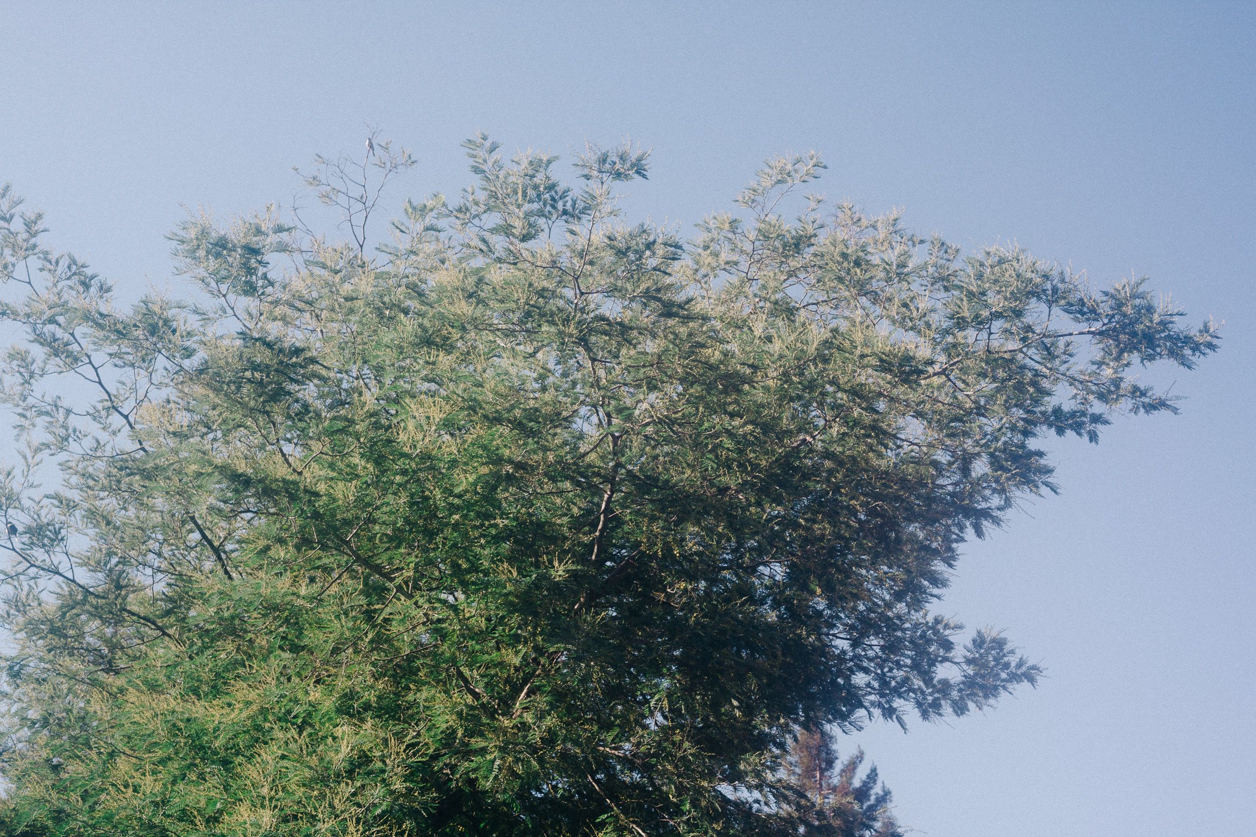 Dense green foliage of tree canopy silhouetted against bright sky.