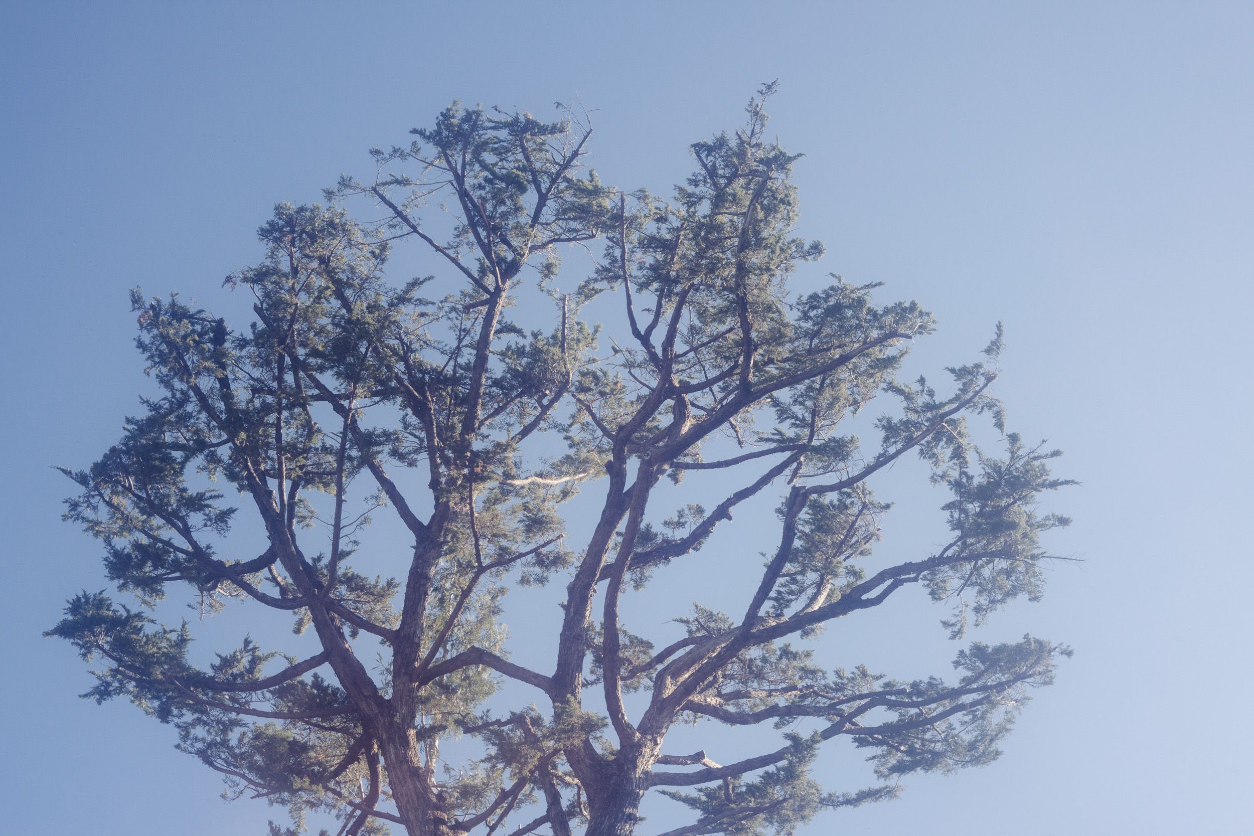 Bare winter tree branches spread out against a pale blue sky background.