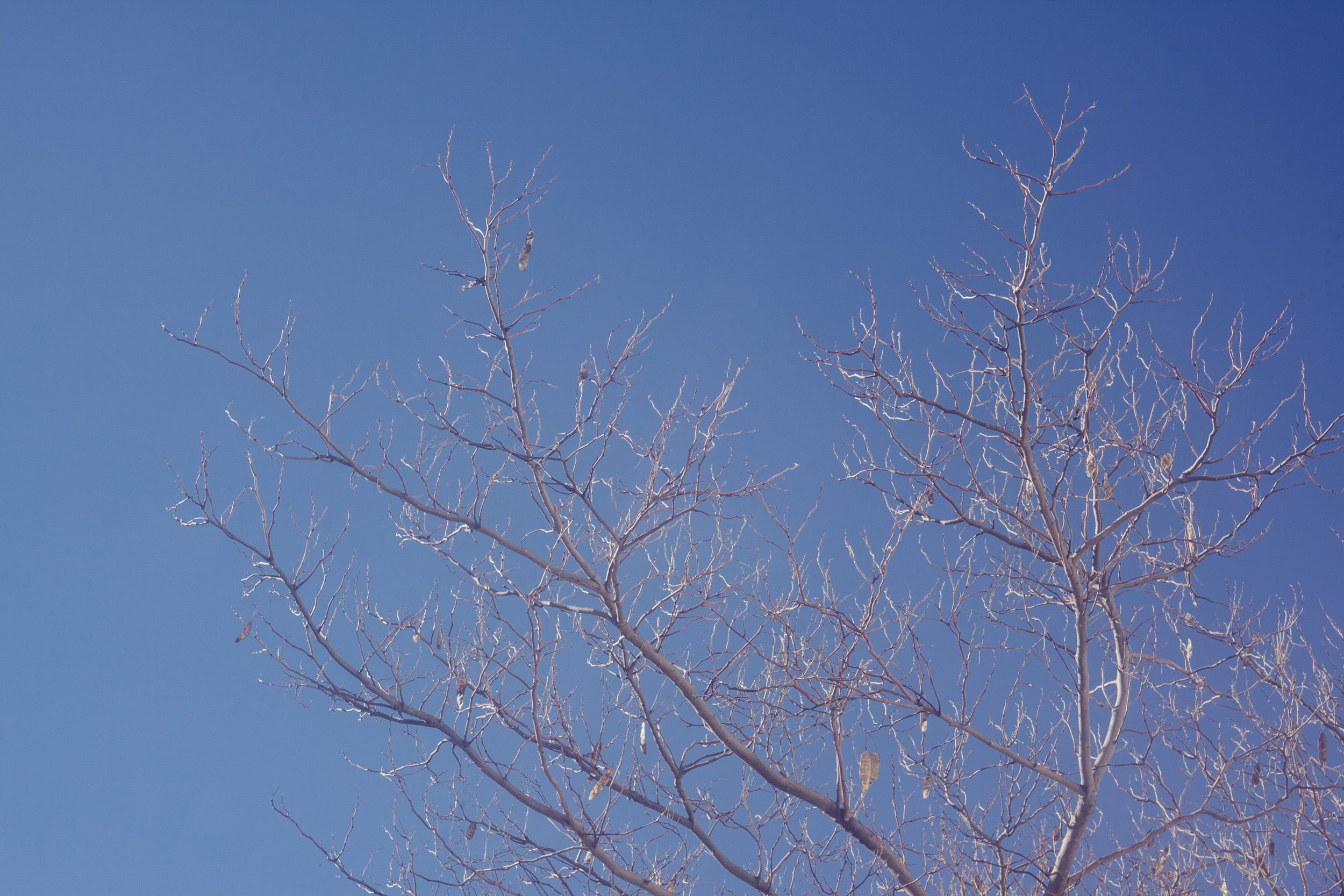 Bare winter tree branches create intricate patterns against a vivid blue sky background.