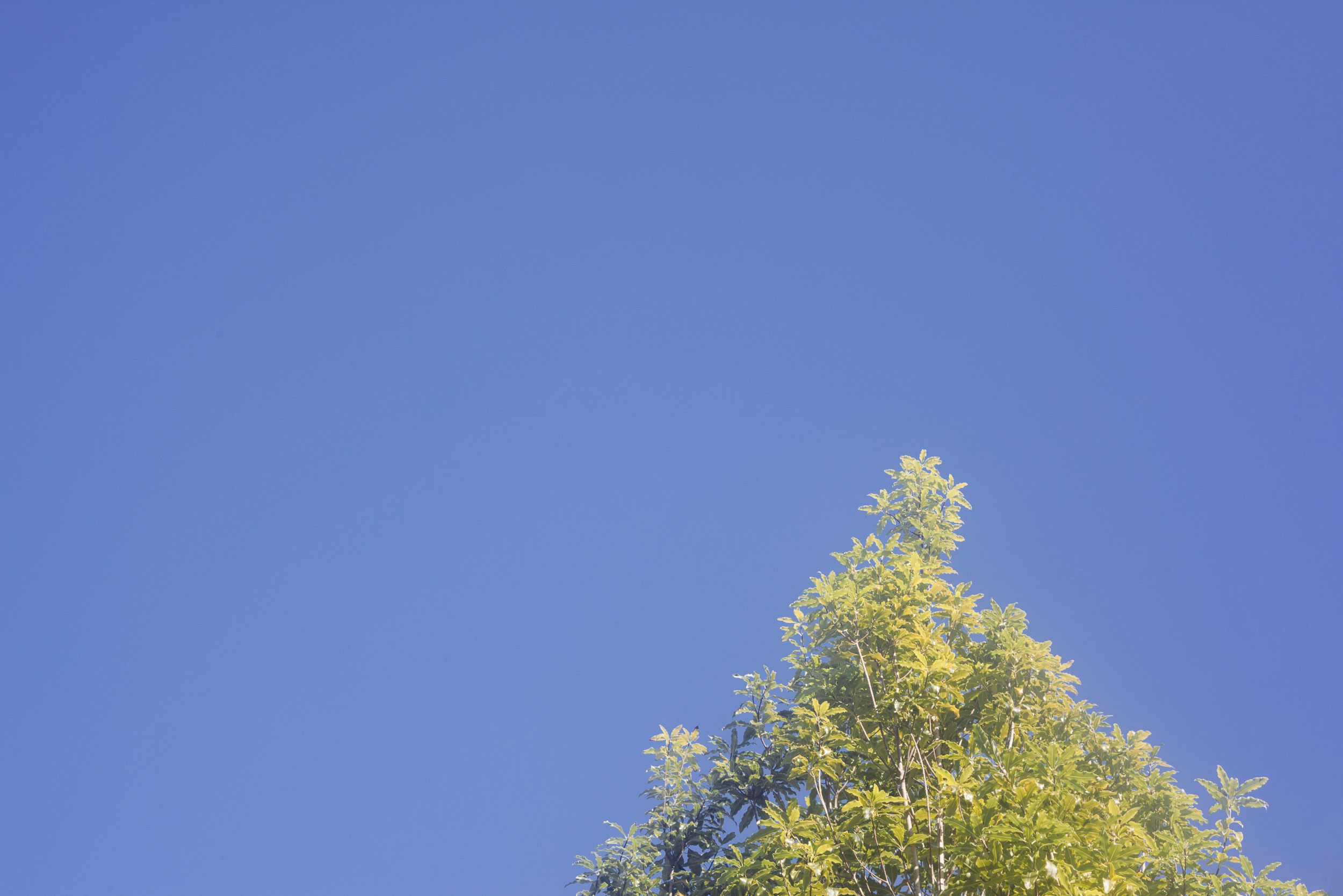 Vibrant green leaves of a tree crown reach toward a pristine blue sky.